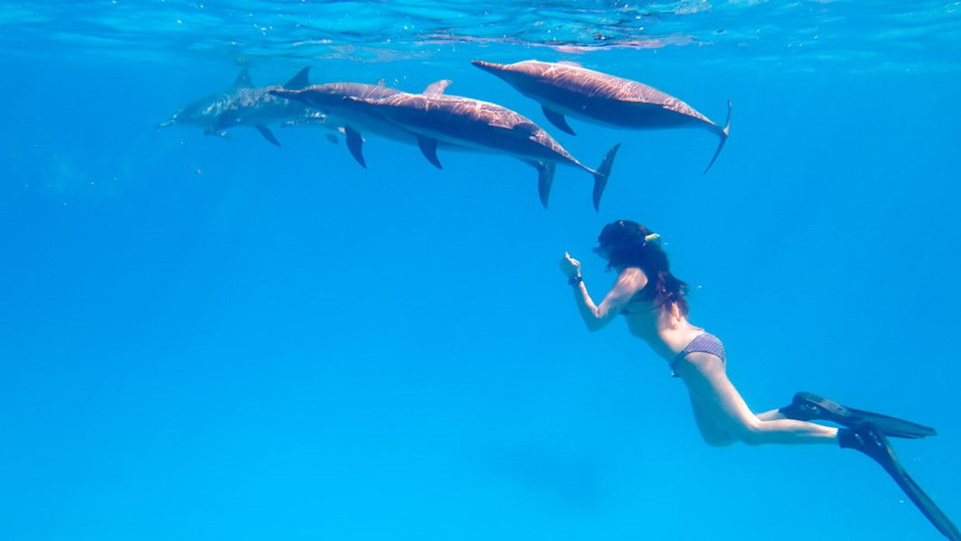 Delphine im Roten Meer sind Ihre besten Freunde!